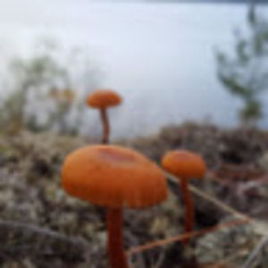 Meet your Posher, Peetrylia